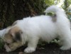 Tully