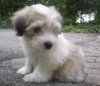 Fritz