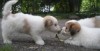 Oscar and Captain Jack