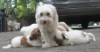 Gracie and All