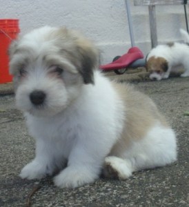Fritz