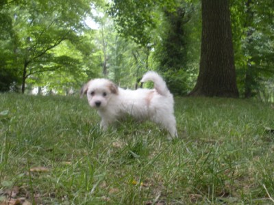 Oscar