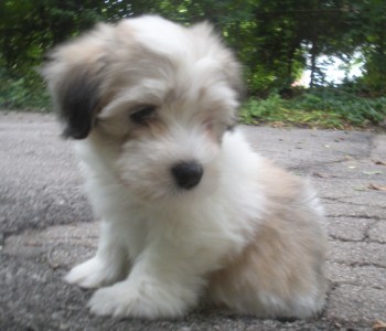 Fritz