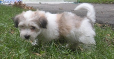 Fritz