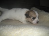 Tully