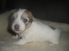 Tully