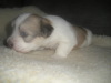 Fritz