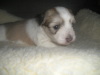 Fritz