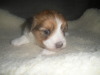 Sadie