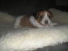 Sadie
