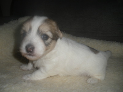 Tully