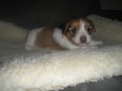 Sadie