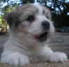 Tully