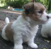 Sadie