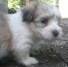 Fritz