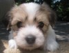 Tully