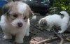Franco and Tully