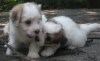 Oscar and Tully