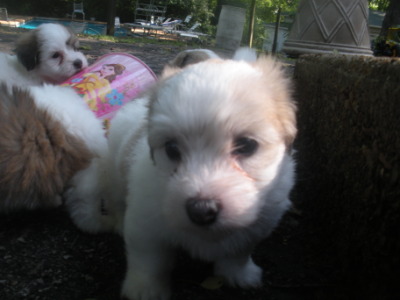 Oscar and Captain Jack