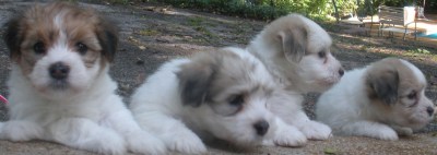 Sadie, Fritz, Oscar and Franco
