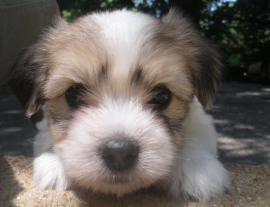 Tully