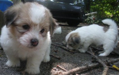 Franco and Tully