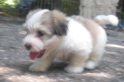 Franco