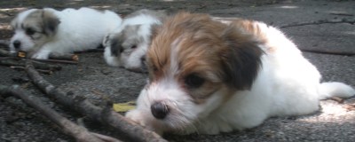 Tully, Fritz and Sadie
