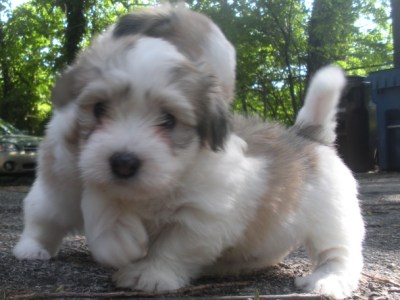 Fritz and Unknown Playmate